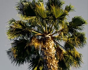 Preview wallpaper palm tree, branches, sky, trunk, bottom view