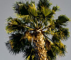 Preview wallpaper palm tree, branches, sky, trunk, bottom view