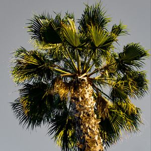 Preview wallpaper palm tree, branches, sky, trunk, bottom view