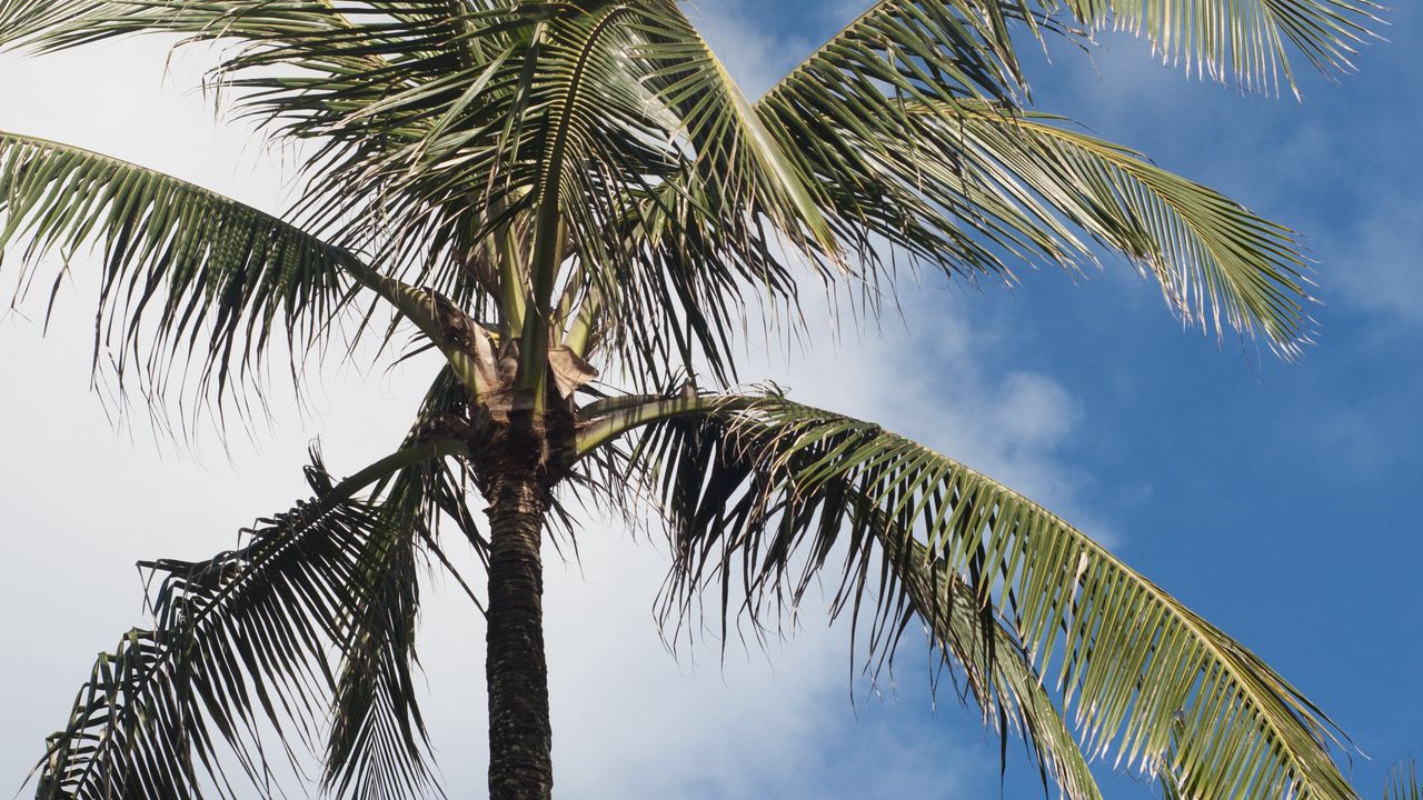Wallpaper palm tree, branches, sky, tropics