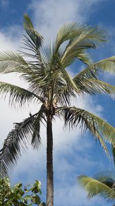 Preview wallpaper palm tree, branches, sky, tropics