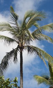 Preview wallpaper palm tree, branches, sky, tropics