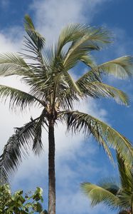 Preview wallpaper palm tree, branches, sky, tropics