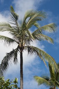 Preview wallpaper palm tree, branches, sky, tropics