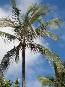 Preview wallpaper palm tree, branches, sky, tropics