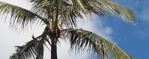 Preview wallpaper palm tree, branches, sky, tropics