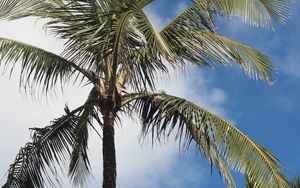 Preview wallpaper palm tree, branches, sky, tropics