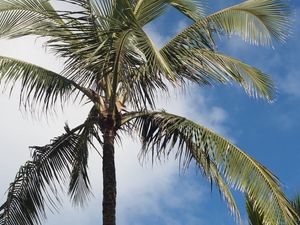 Preview wallpaper palm tree, branches, sky, tropics