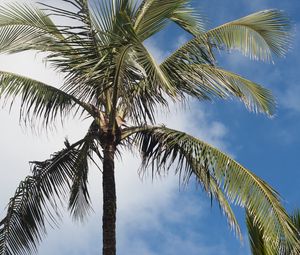 Preview wallpaper palm tree, branches, sky, tropics