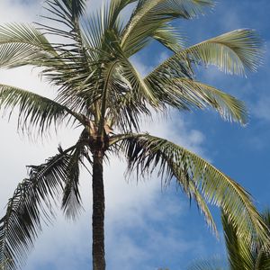 Preview wallpaper palm tree, branches, sky, tropics