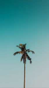 Preview wallpaper palm tree, branches, tree, sky