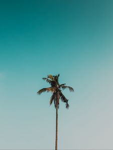 Preview wallpaper palm tree, branches, tree, sky