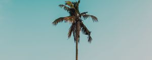 Preview wallpaper palm tree, branches, tree, sky