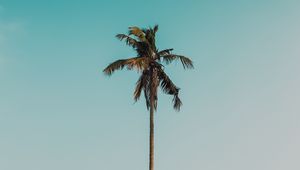 Preview wallpaper palm tree, branches, tree, sky