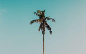 Preview wallpaper palm tree, branches, tree, sky