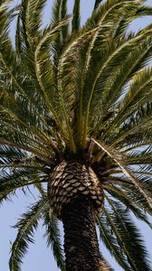 Preview wallpaper palm tree, branches, tree, sky, nature