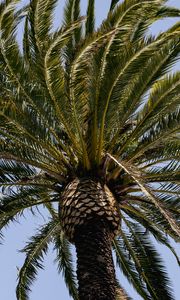 Preview wallpaper palm tree, branches, tree, sky, nature