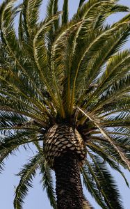 Preview wallpaper palm tree, branches, tree, sky, nature