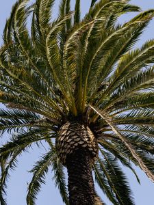 Preview wallpaper palm tree, branches, tree, sky, nature