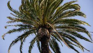 Preview wallpaper palm tree, branches, tree, sky, nature