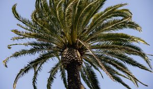 Preview wallpaper palm tree, branches, tree, sky, nature