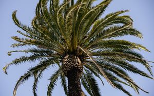 Preview wallpaper palm tree, branches, tree, sky, nature