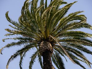 Preview wallpaper palm tree, branches, tree, sky, nature