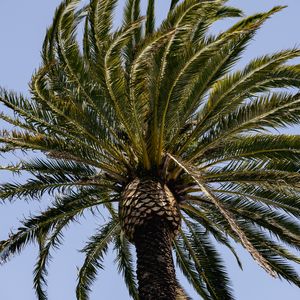 Preview wallpaper palm tree, branches, tree, sky, nature