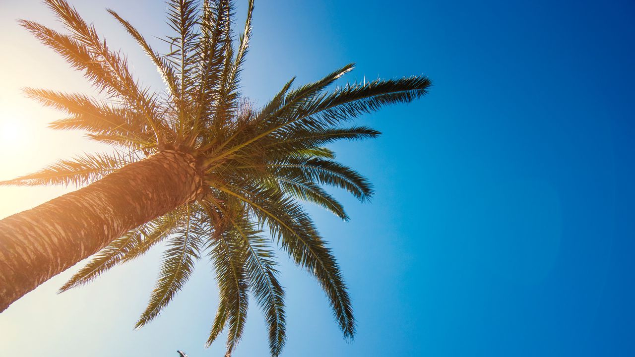 Wallpaper palm tree, branches, tropics, sky, tree, sunlight