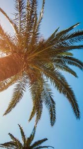 Preview wallpaper palm tree, branches, tropics, sky, tree, sunlight
