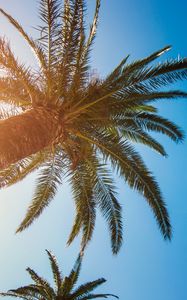 Preview wallpaper palm tree, branches, tropics, sky, tree, sunlight