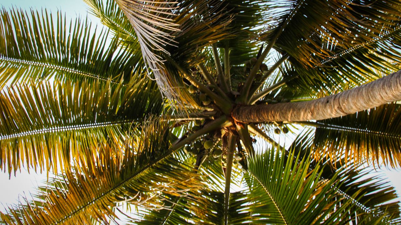 Wallpaper palm tree, branches, tropics, bottom view