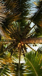 Preview wallpaper palm tree, branches, tropics, bottom view