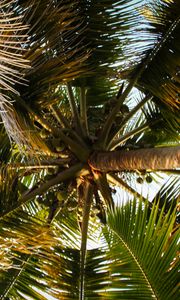 Preview wallpaper palm tree, branches, tropics, bottom view