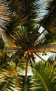 Preview wallpaper palm tree, branches, tropics, bottom view