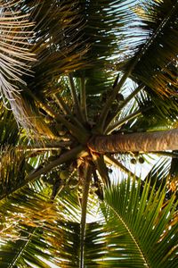 Preview wallpaper palm tree, branches, tropics, bottom view