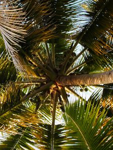 Preview wallpaper palm tree, branches, tropics, bottom view