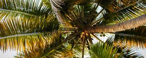 Preview wallpaper palm tree, branches, tropics, bottom view