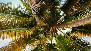 Preview wallpaper palm tree, branches, tropics, bottom view