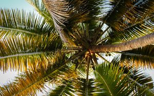 Preview wallpaper palm tree, branches, tropics, bottom view