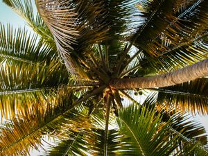 Preview wallpaper palm tree, branches, tropics, bottom view