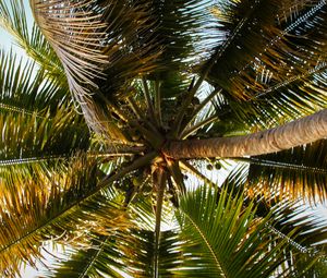 Preview wallpaper palm tree, branches, tropics, bottom view