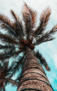 Preview wallpaper palm tree, branches, trunk, tree, bottom view