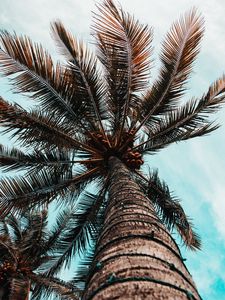 Preview wallpaper palm tree, branches, trunk, tree, bottom view