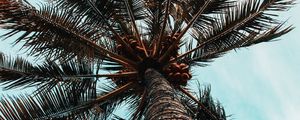 Preview wallpaper palm tree, branches, trunk, tree, bottom view