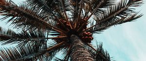 Preview wallpaper palm tree, branches, trunk, tree, bottom view