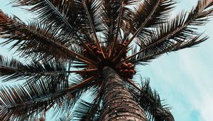 Preview wallpaper palm tree, branches, trunk, tree, bottom view