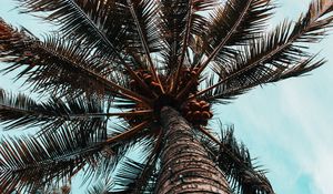 Preview wallpaper palm tree, branches, trunk, tree, bottom view