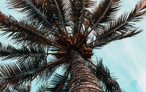 Preview wallpaper palm tree, branches, trunk, tree, bottom view