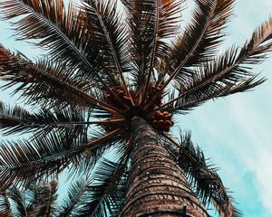 Preview wallpaper palm tree, branches, trunk, tree, bottom view